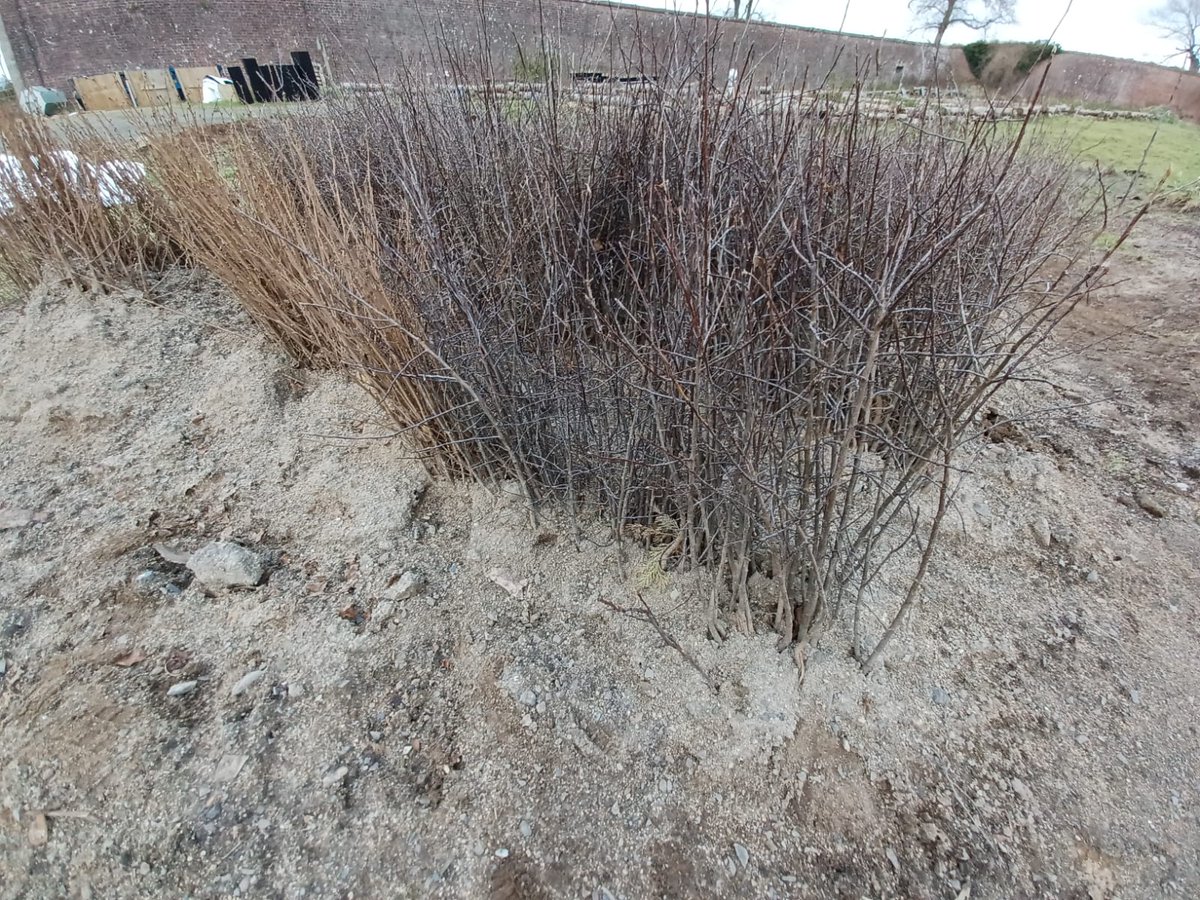NT Strangford Lough (@ntstrangford) on Twitter photo Our team has planted 7,000 saplings across storm-damaged and ash dieback-affected areas, restoring habitats for wildlife and strengthening landscapes! 🌿🐝
Huge thanks to <a href="/NTmountstewart/">Mount Stewart</a> tree nursery & the local council for providing locally grown trees! 🌳
#ardsandnorthdown Our team has planted 7,000 saplings across storm-damaged and ash dieback-affected areas, restoring habitats for wildlife and strengthening landscapes! 🌿🐝
Huge thanks to <a href="/NTmountstewart/">Mount Stewart</a> tree nursery & the local council for providing locally grown trees! 🌳
#ardsandnorthdown