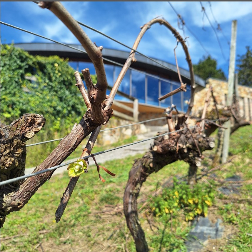 🌸 ¡Ya llega la primavera a Bodega Berroja! 🌸

El viñedo despierta con todo su esplendor: los brotes verdes comienzan a vestir las cepas y el aire se llena de aromas frescos. 

Es el momento de disfrutar de la naturaleza, del buen vino y de la belleza de este entorno.🍷✨