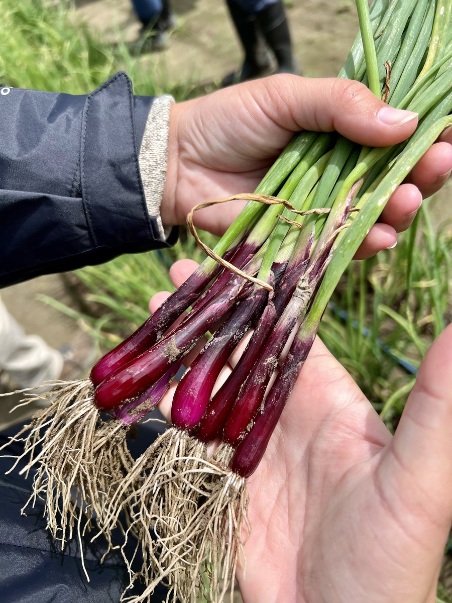 Stokes Seeds tweet media