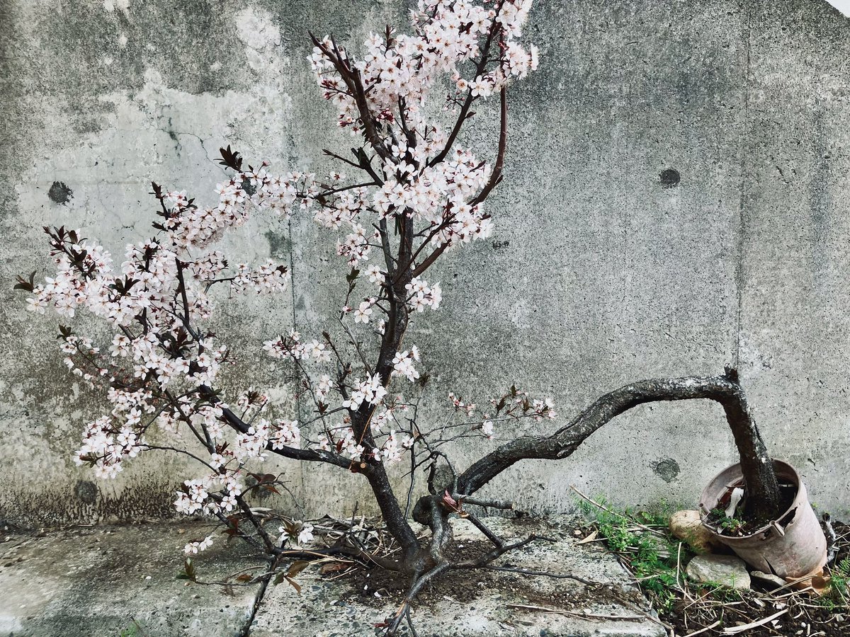 tomokoenokida's tweet image. それでも春はやってくる。
#springhascome #cherryblossom 
#さくら　#sakura