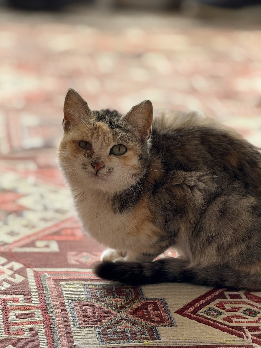 Emin Eminoğlu (@emin_emnoglu) on Twitter photo 