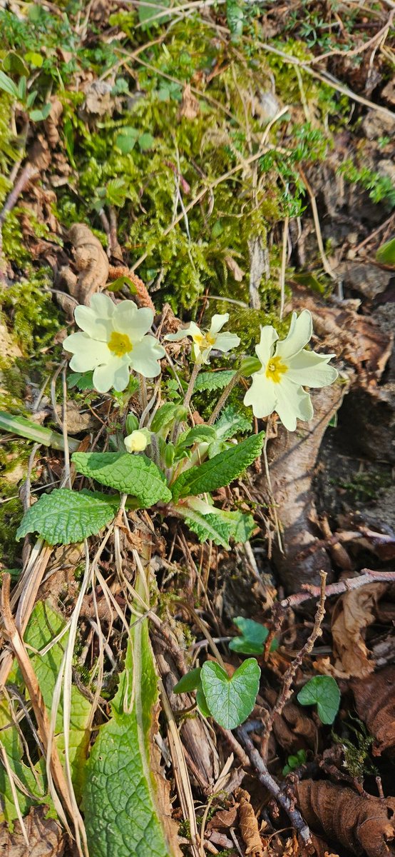 West highland way maintenance <a href="/official_whw/">West Highland Way Official</a>
