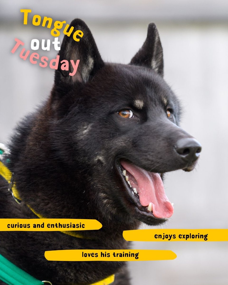 DT_Salisbury's tweet photo. Meet Nero - a smart cookie who is full of beans. Plenty of exercise, training, and mental stimulation keeps him entertained and when its time to settle, he loves to chew on an antler.
Find out more on our website
#HandsomeHusky #SmartDude #DOTW #DogsTrust #DogsTrustSalisbury https://t.co/L3MKFPZT4p