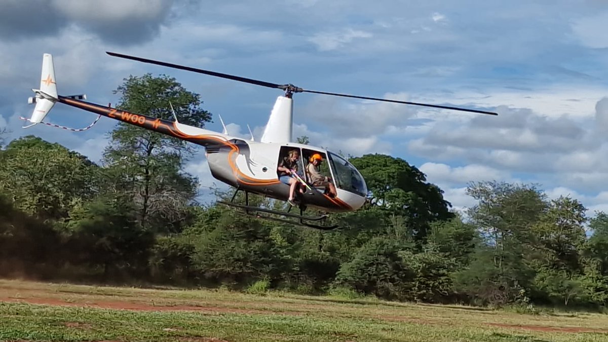Our Southern Africa Coordinator, Dr. Rosemary Groom recently undertook her refresher training course in the use of dangerous drugs to capture and immobilize #wildlife for #conservation purposes specifically #snare removal. She's held her license for 15 yrs.