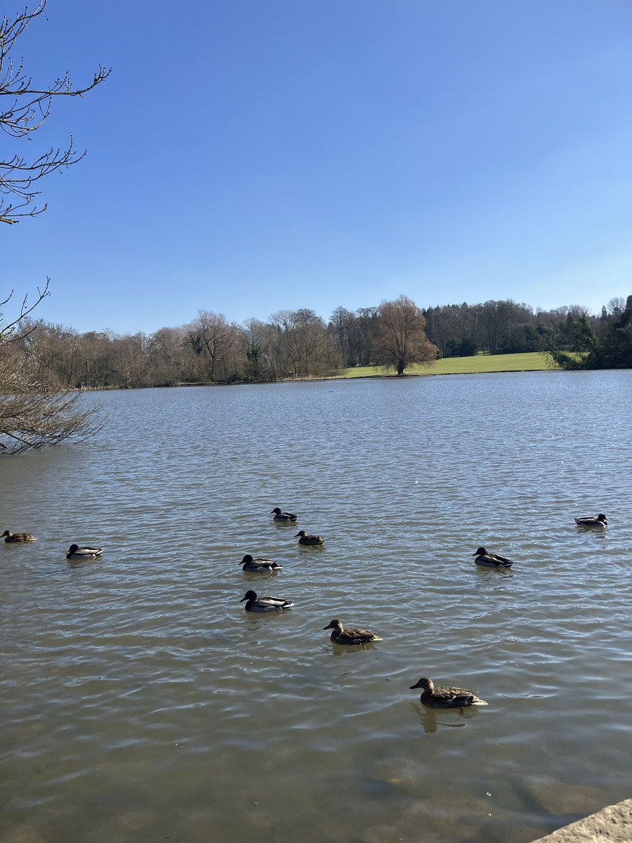 Not a bad day to visit the ducks  in our local village of Coxwold. Fabulous area for walking, cycling, riding plus a tea room and very good pub. 
#Coxwold #NorthYorkshire