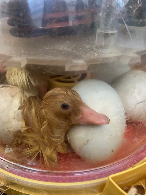 The ducks have started to hatch. They are drying out in the incubator before they meet all of their new friends in the nursery.