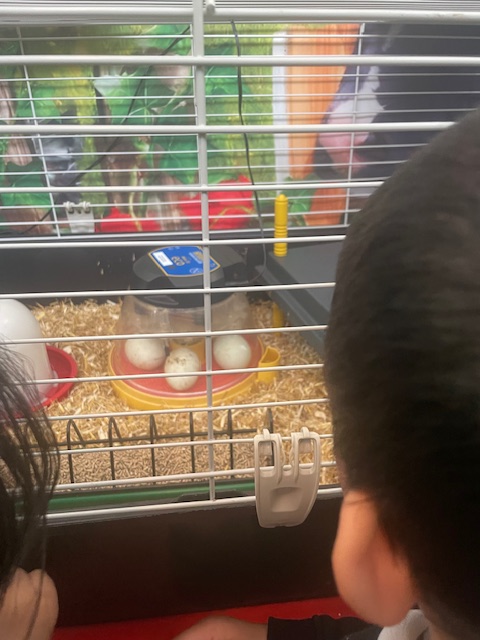 The duck eggs have arrived and we are all very excited!