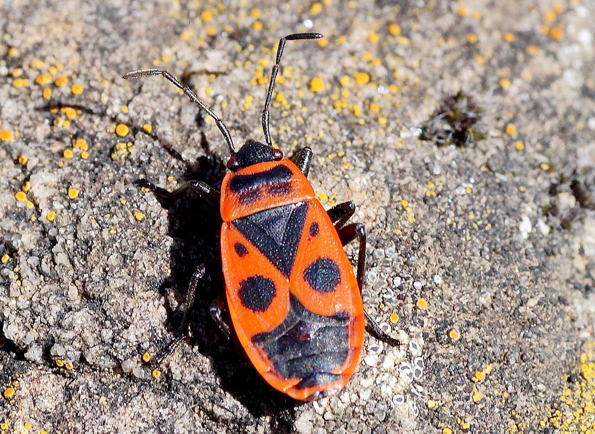 Enfant2LaCaf🥭™ tweet media