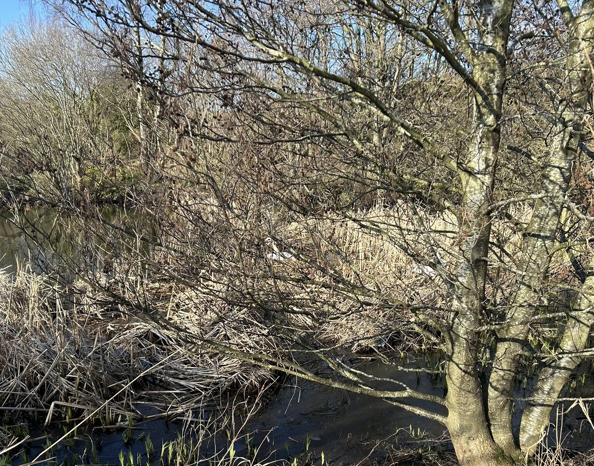 beelucky65's tweet photo. Swans nesting at Straiton Pond. Photo not great as I didn’t want to get too close. Pen on the nest (left) and cob patrolling round about. @SwanwatchUk #swans #birds #nature https://t.co/6jhwIsr3YV