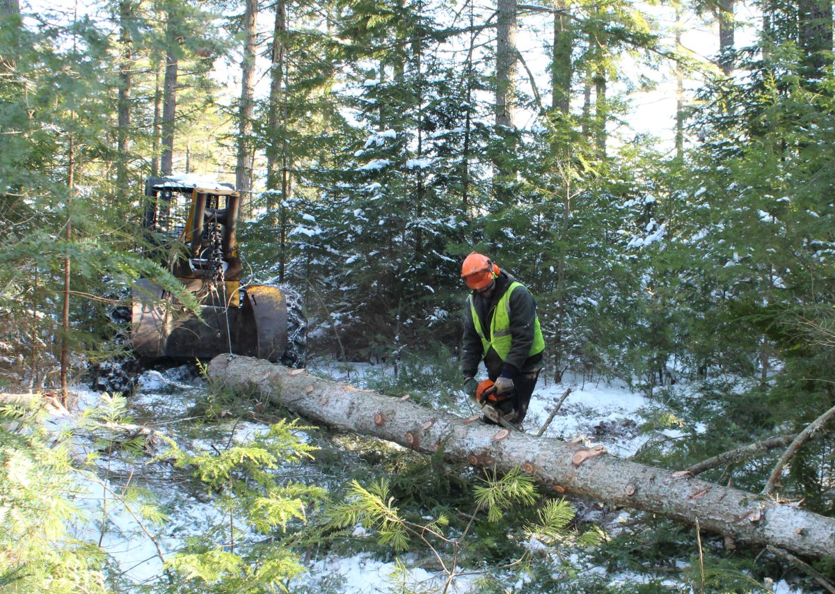 International Journal of Forest Engineering tweet media