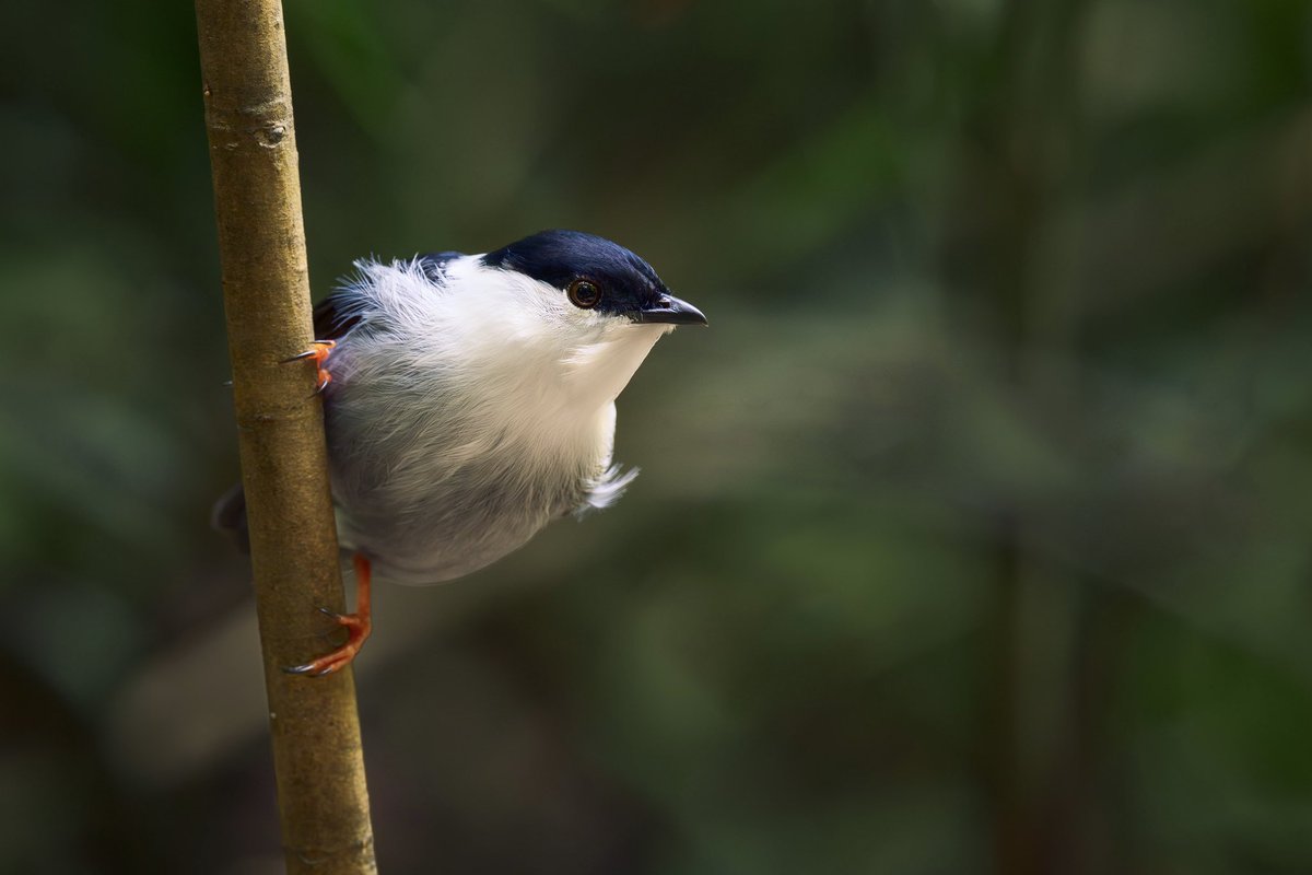 Saltarín Barbiblanco haciendo su exhibición de cortejo en finca la Isabela San Rafael Colombia.