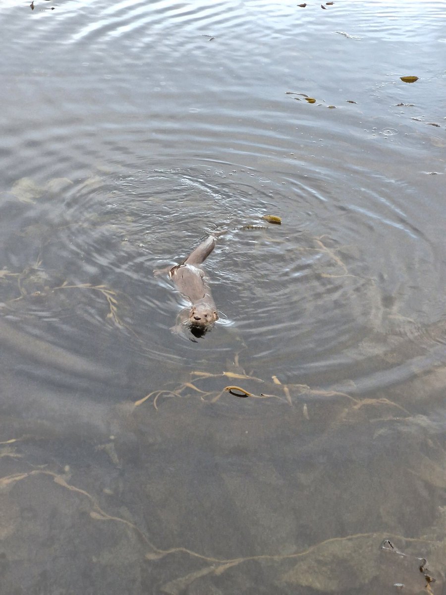 Un hallazgo esta salida ha sido ver un huillín #navegación #muestreo #Magallanes #puq #chile