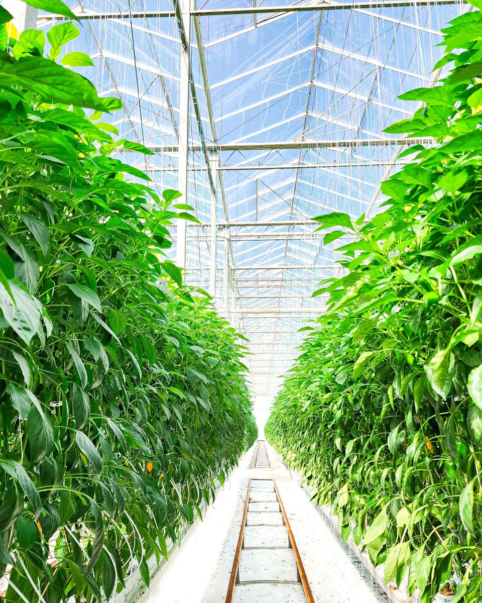 DelFrescoPure's tweet image. 🌱 Happy National Ag Day! 🌿 At Del Fresco Pure, we&apos;re dedicated to sustainable and innovative greenhouse growing techniques, bringing fresh and healthy produce from our greenhouses to your table.
#NationalAgDay #GreenhouseGrowing #growingineveryseason #canadiangrown