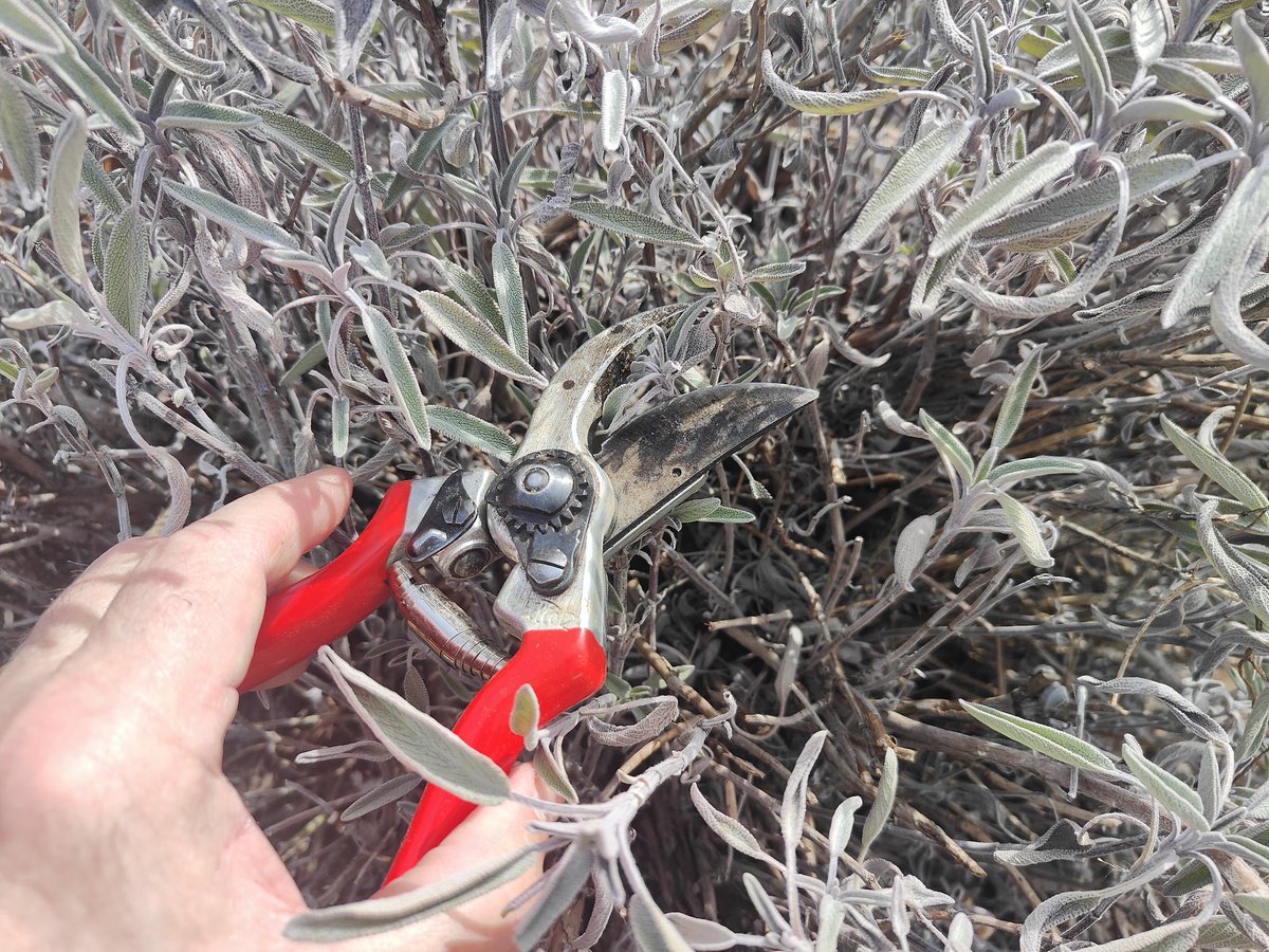 Pleasant afternoon in the #garden pruning away dead material on the sage #gardening