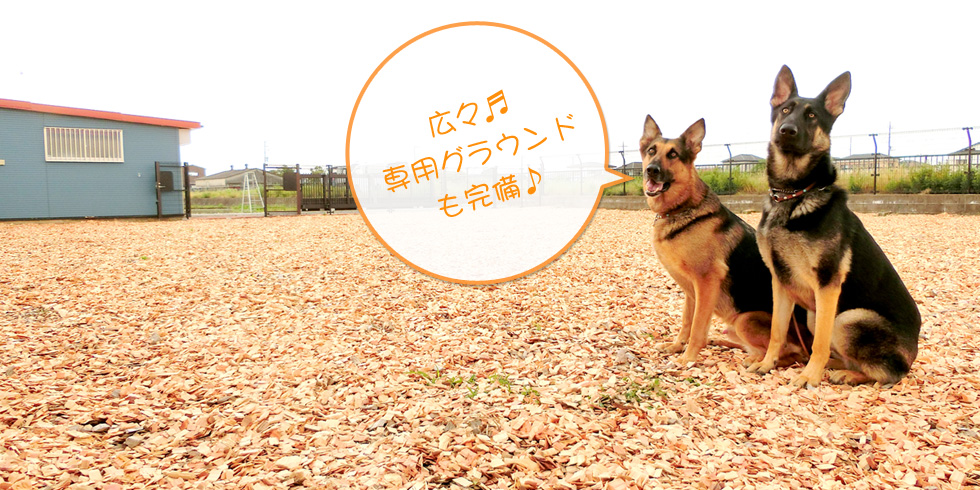 🌟 Tip of the day: Consistency is key! Use the same commands and rewards to help your pup learn faster! #DogTrainingTips #Consistency