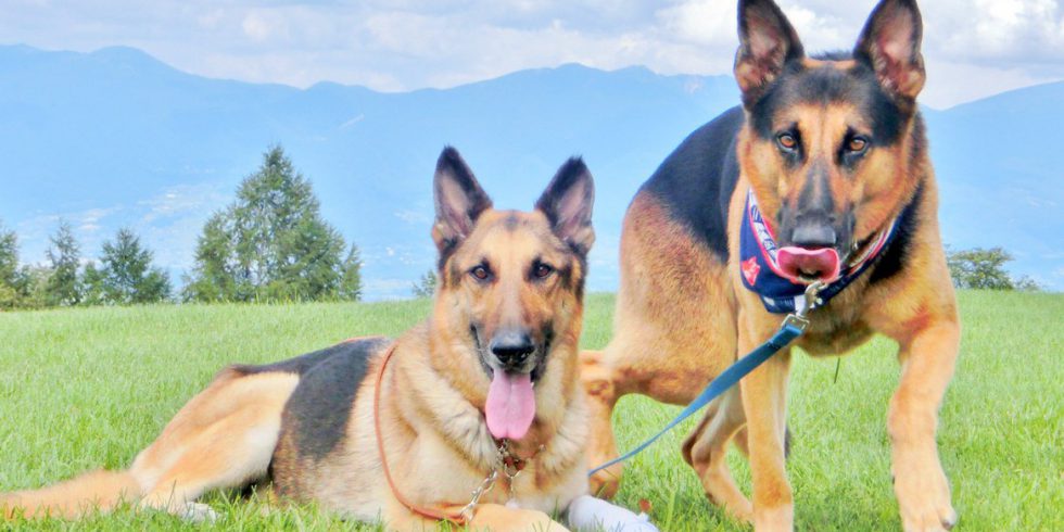 💖 Every dog is unique! Tailored training plans ensure your pup gets the support they need. Book a consultation today! #TailoredTraining #UniqueDogs