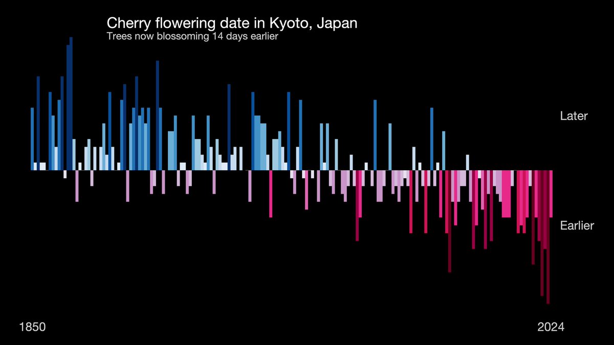 UNFCCC's tweet image. Cherry trees in Kyoto, Japan have shifted their blooming time forward by two weeks. 

This shift isn't random. As global temperatures rise, plants respond to warmer springs by flowering sooner.

📈: by @ed_hawkins based on data from @OurWorldInData