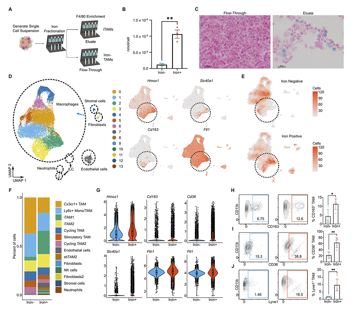 Journal of Experimental Medicine (@jexpmed) on Twitter photo .<a href="/ianfolkert/">Ian W. Folkert, MD, PhD</a>, <a href="/W_MolinaArocho/">William Anthony Molina</a> et al. <a href="/haldar_lab/">Haldar Lab @ Penn</a> show that iron-rich tumor-associated #macrophages promote #angiogenesis and #immunosuppression in tumors. hubs.la/Q03bvYLZ0
📘 In Tumor #Metabolism 2025: hubs.la/Q03bvVGL0
#KSTumorMetab25 .<a href="/ianfolkert/">Ian W. Folkert, MD, PhD</a>, <a href="/W_MolinaArocho/">William Anthony Molina</a> et al. <a href="/haldar_lab/">Haldar Lab @ Penn</a> show that iron-rich tumor-associated #macrophages promote #angiogenesis and #immunosuppression in tumors. hubs.la/Q03bvYLZ0
📘 In Tumor #Metabolism 2025: hubs.la/Q03bvVGL0
#KSTumorMetab25