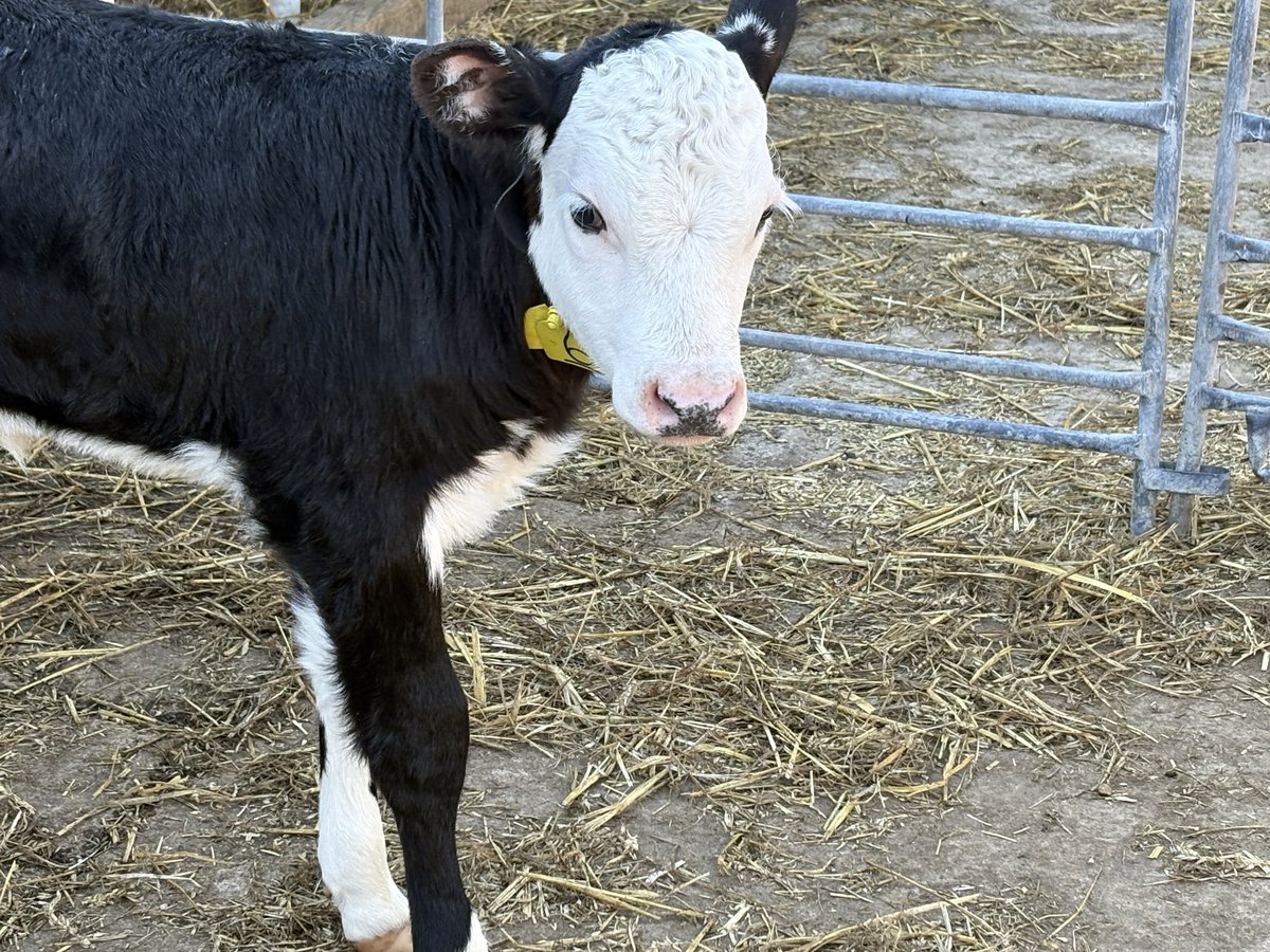 CENTA_NERC's tweet image. This week, CENTA is on our annual first year residential, the CENTA Field TRiPP (Training Residential in Policy and Publishing, FKA 'The Speed PhD'.) We're in sunny Cheltenham and the Cotswolds with some fantastic field projects across Environmental Science #CENTATRiPP2025