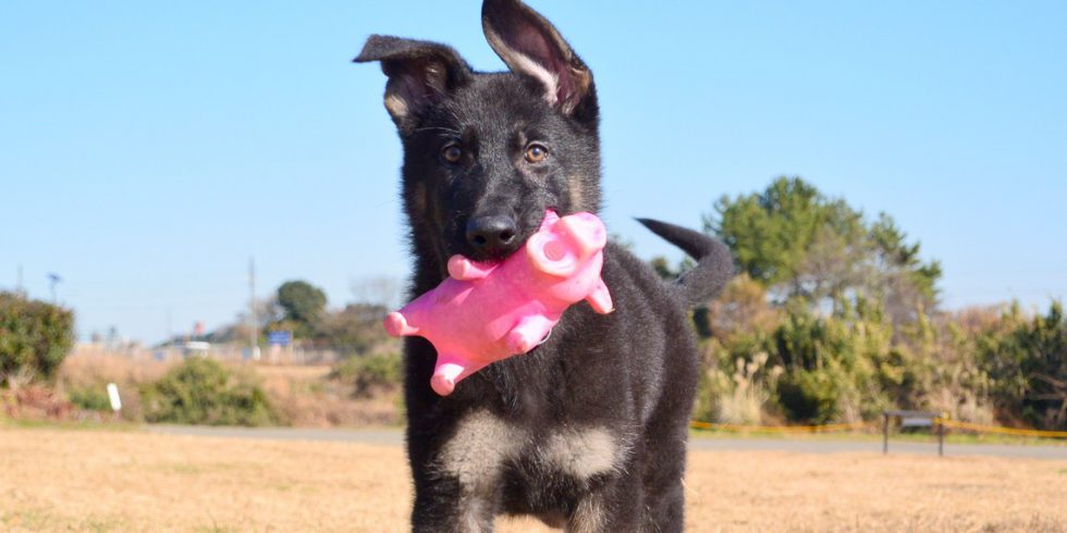 🐕‍🦺 Looking for a reliable dog trainer? Check our testimonials from happy clients and their well-trained pups! #ClientTestimonials #DogTrainer