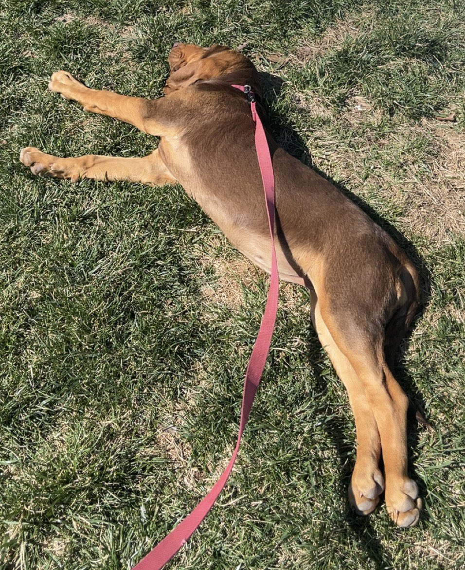 Welcome home sweet Jolene. You're gonna have a great SAR career ahead of you. 🟧🐕⛑️⬜️