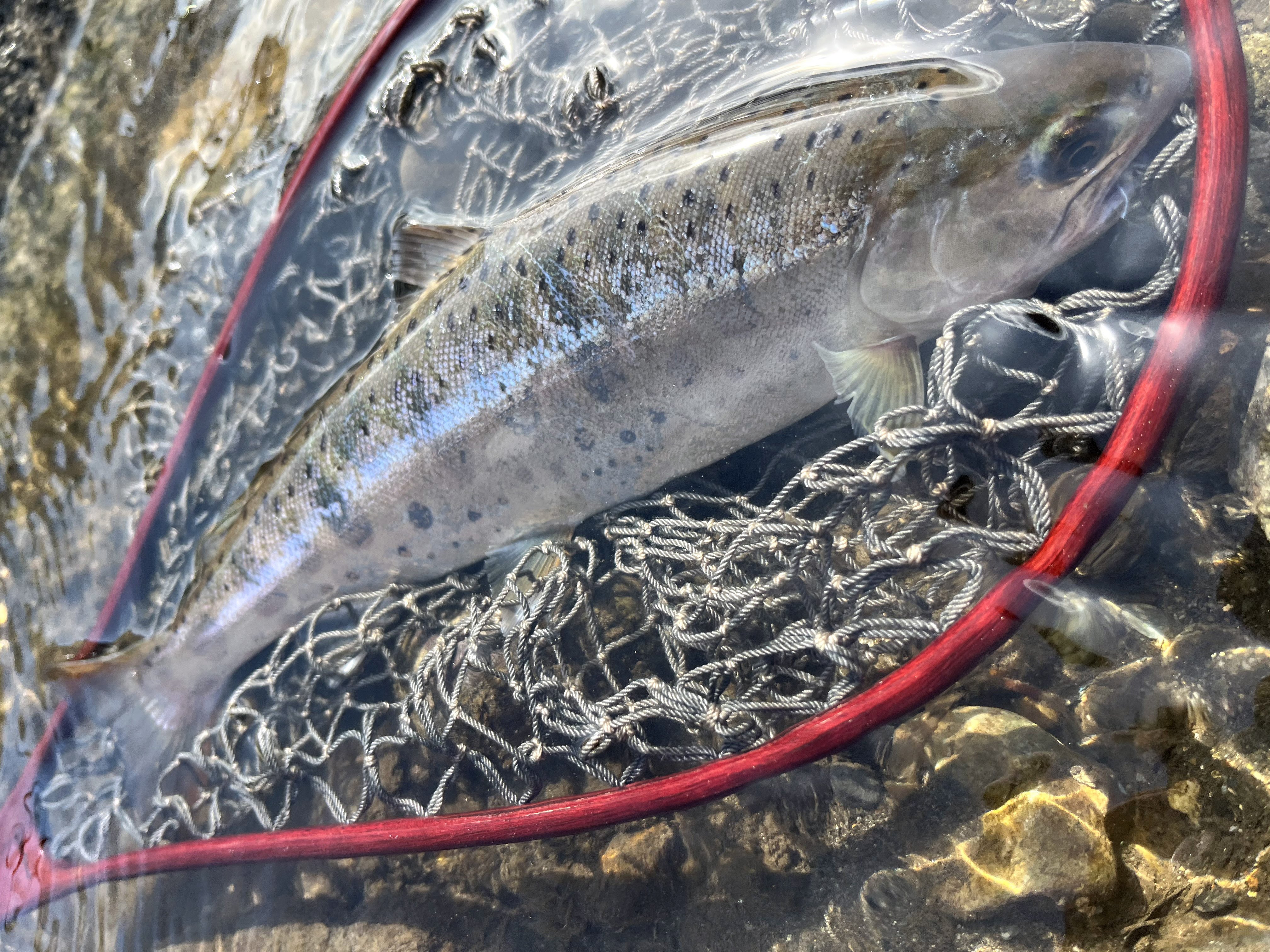 やまめページ 高 旦那 on X: 