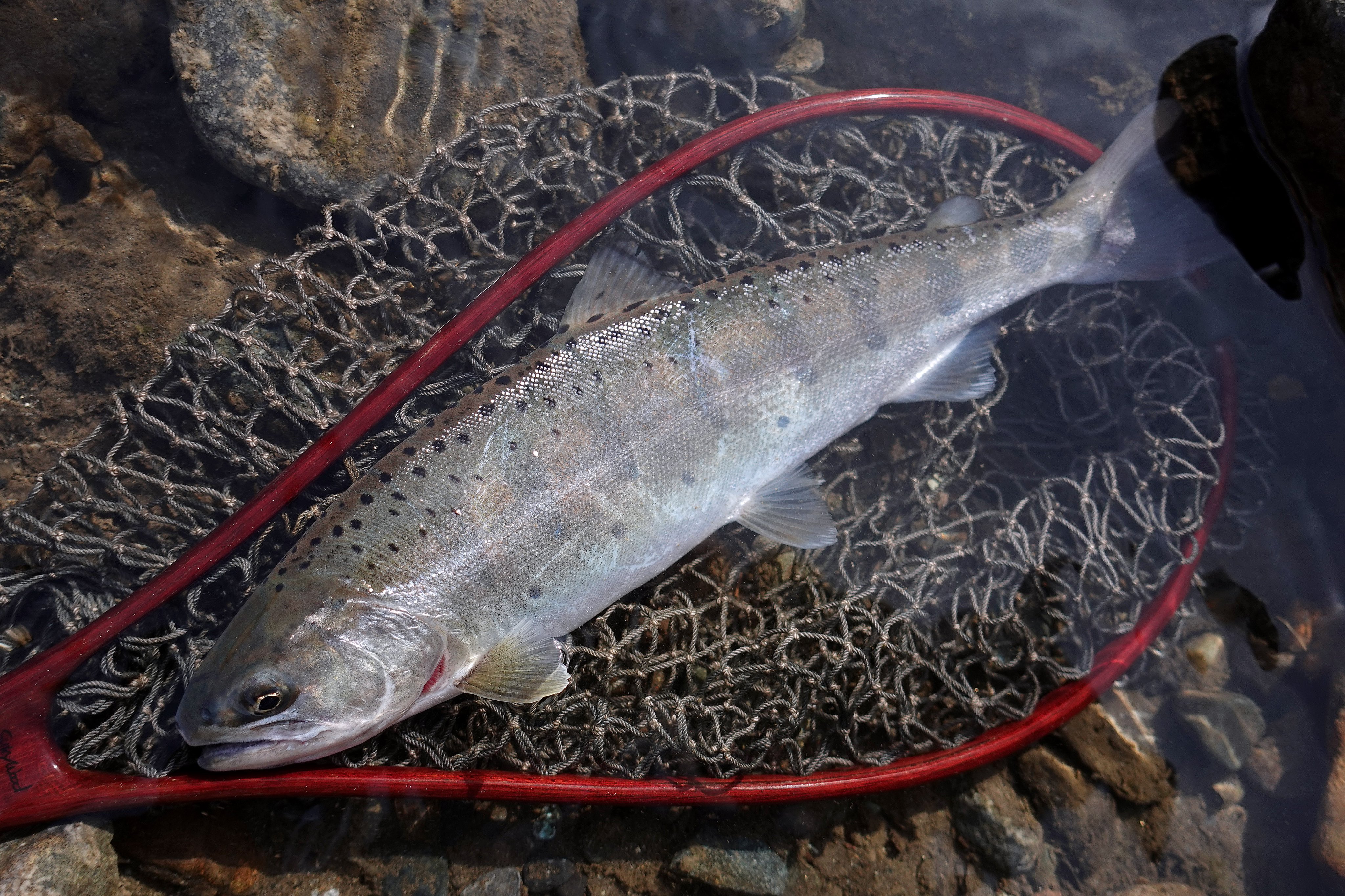 やまめページ 高 旦那 on X: 