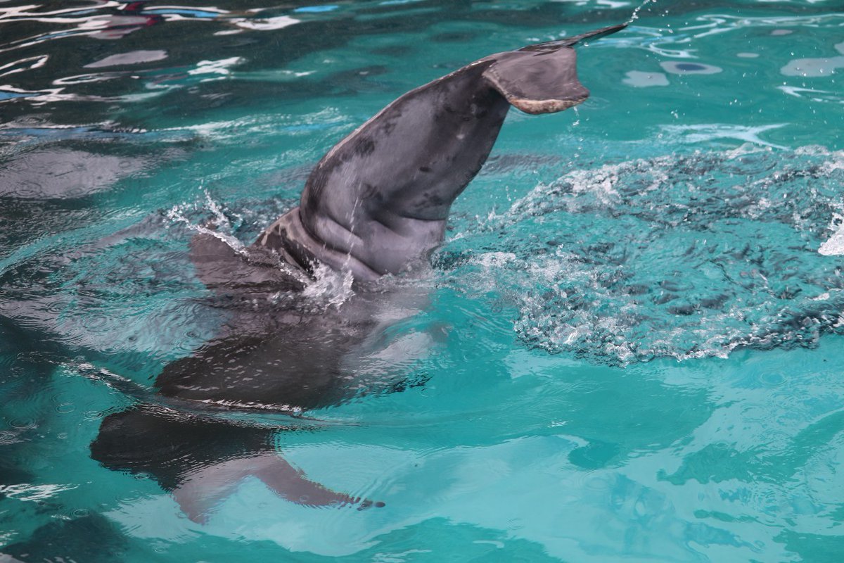 母イルカウィニーの1頭目の子(自然妊娠)ハッピーは、先天性の脊椎湾曲