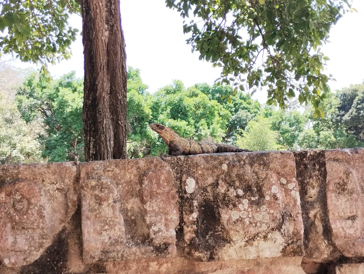 Herpeto_cosas's tweet photo. Y no podían faltar las reinas del lugar, iguanas de cola espinosa, de la especie #Ctenosaura #similis, que están presentes en tooooodo el lugar: https://t.co/Ze0KMpiCBR
