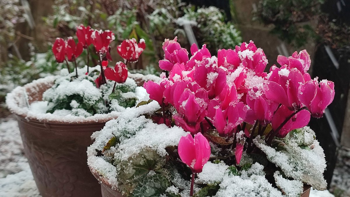 Cygnus_1's tweet photo. 雪が積もり始めました(＠_＠;) https://t.co/EkKjYlKeMi