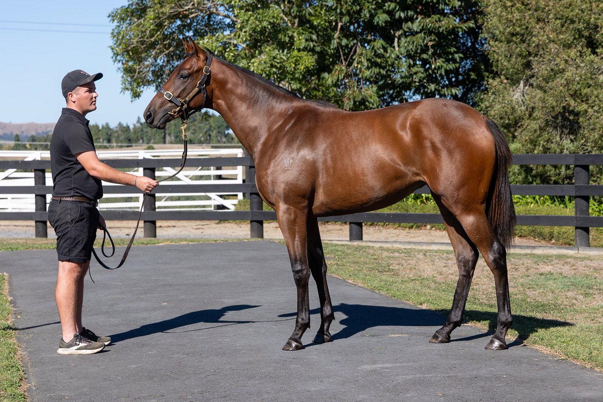 Our 3 fillies, 2025 NZB National Online Yearling Sale on gavelhouse.com Plus. 

Lot 16 Hello Youmzain x Luce del Sole filly 

Lot 87 Sword of State x Dare To Dream filly

Lot 88 Kermadec x Deuce Coupe filly

On farm parade taking place on Thursday March 20th at 9:15am.