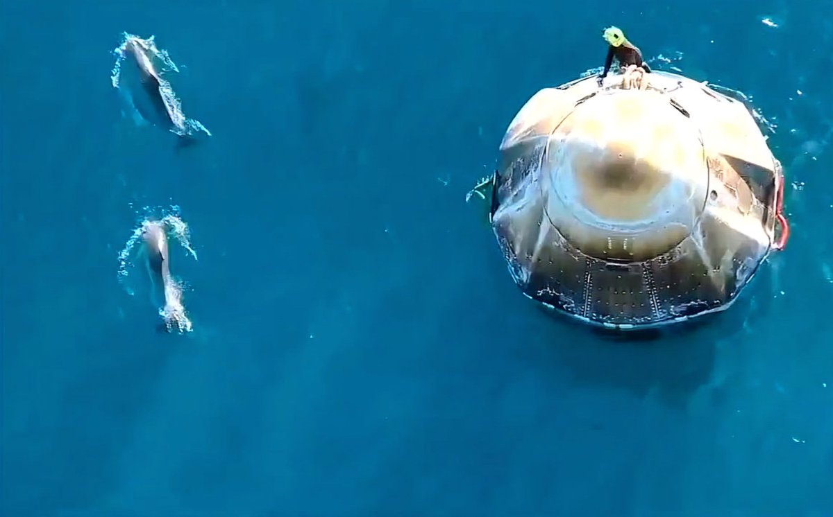 Did you see the dolphins greeting the astronauts? This was the coolest thing ever!