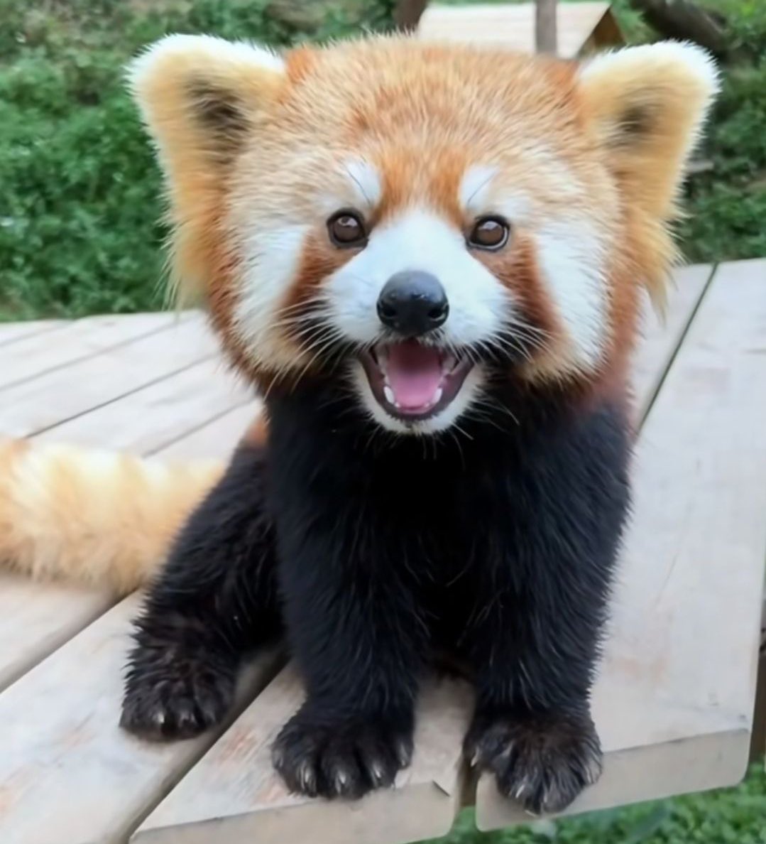yeonjun as red pandas tweet media