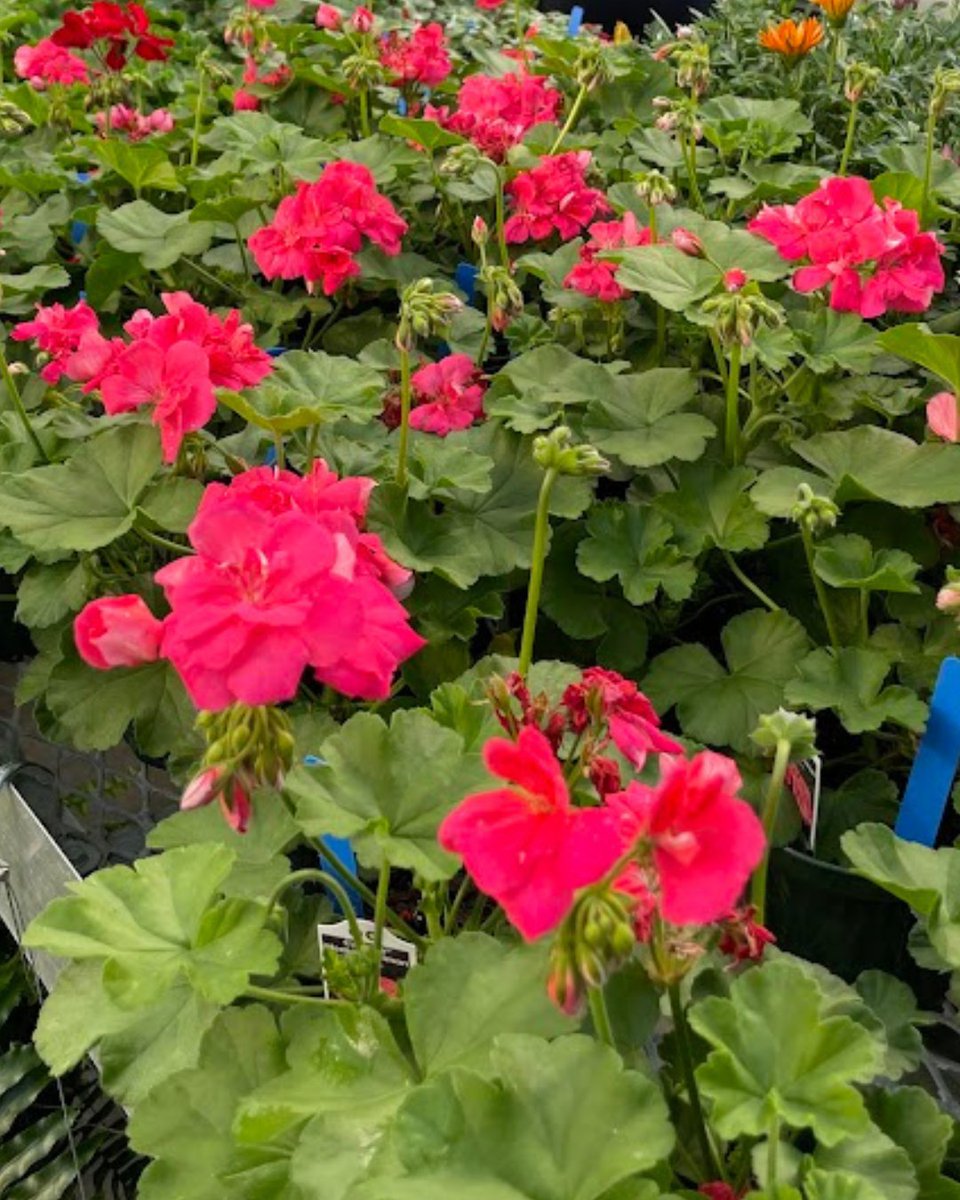 Apex FFA tweet media