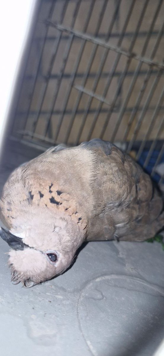 پسر آفتاب tweet media
