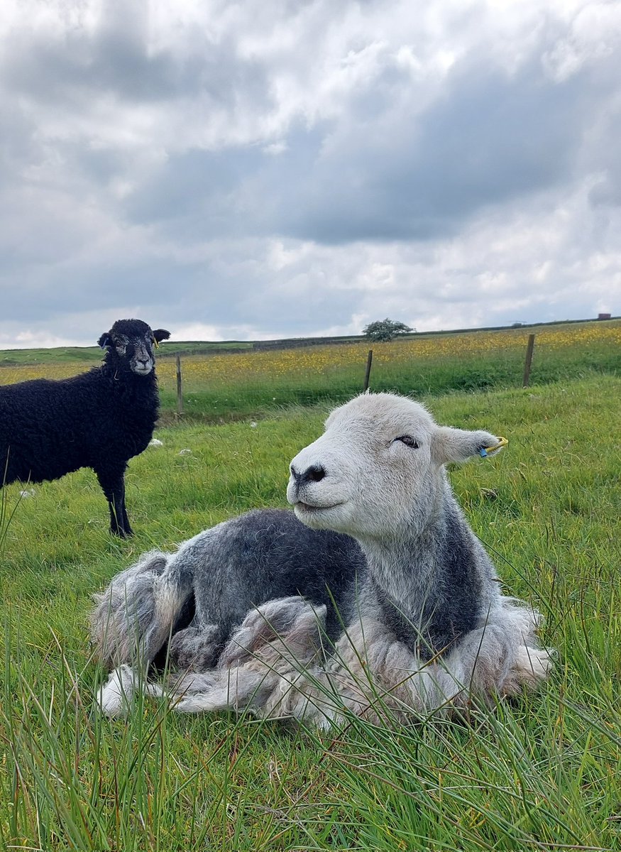 As Mothers Day approaches, we have a few lovely cards and prints available of Bracken &amp; the ram in my shop. Also, boxes of carded and washed herdwick wooliness. Inspire your mum to get creative..show Bracken &amp; the flock how much you appreciate their wool🩶 etsy.com/uk/shop/Highfi…
