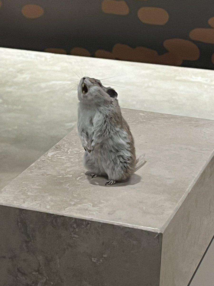 bebbyelle's tweet photo. smithsonian natural history museum’s most underrated celebrity https://t.co/pjxIOu7nXm