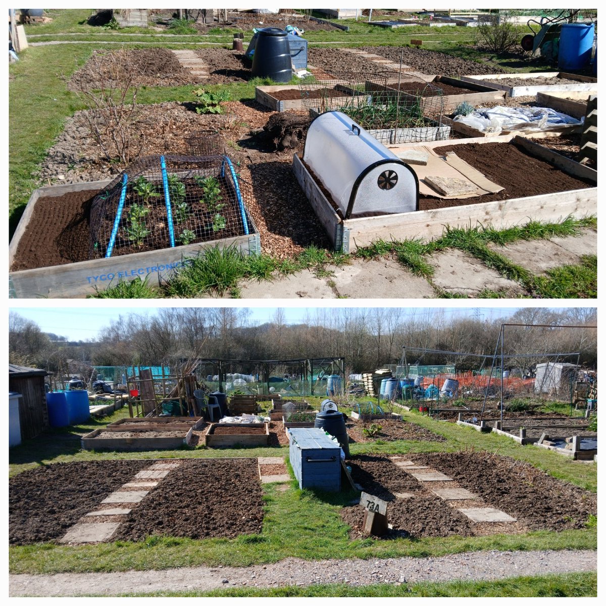 Top: our new allotment quarter plot, fitted out with raised beds and fruit area. Below: opposite view of original quarrer plot, newly pathed, manured and ready for planting.