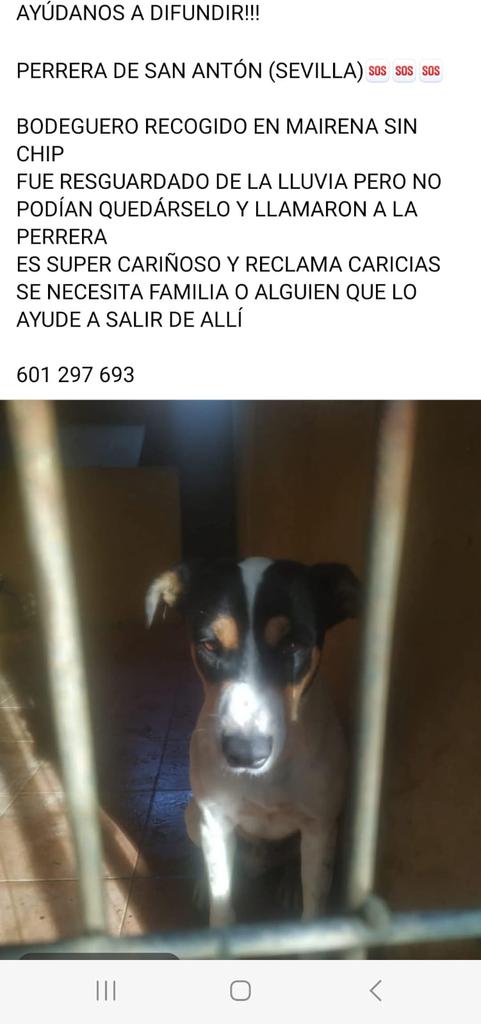 SilviaMylo's tweet photo. En la perrera pobrecito 😢 💔 https://t.co/SLfgxMngri