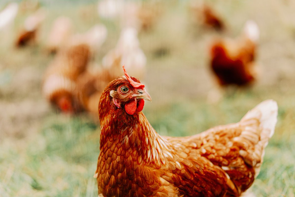 Avian flu is making headlines, but what does it mean for public health? Infectious diseases physician Dr. Eric Sachinwalla explains the risks, symptoms, and protective measures to help keep you and your family safe. bit.ly/3RiAFBi