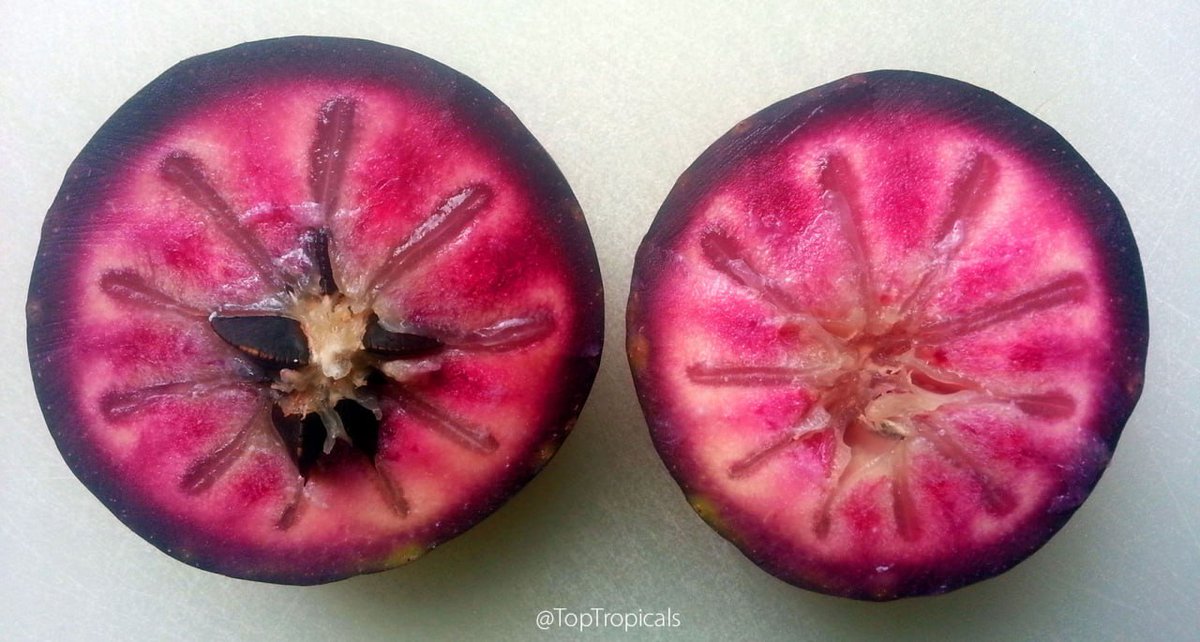 toptropicals's tweet photo. 🌟 Why is it called #StarApple?

⭐️ #CaimitoTree, or Star Apple - #Chrysophyllumcainito -  is a rare and exotic gem of #tropicalfruit world, related to #Sapote and #Sapodilla.
⭐️  Exotic & Rare: Hard to find, this tree is a favorite in the Caribbean, Central America, and Southeast Asia.
⭐️  Unique Fruit: The #fruit has a mild, grape-like flavor and is best enjoyed fresh. When cut, the inside reveals a star-shaped pattern.
⭐️  Attractive & Delicious: A great addition to your #garden with both aesthetic and #ediblebenefits!

🛍 Shop Caimito trees:
https://t.co/qXeoiqflLD

#Food_Forest  #Nature_Wonders