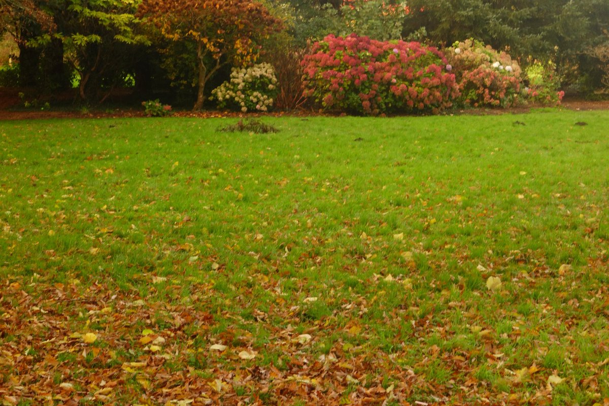 Dave_Roberts3's tweet photo. @DailyPicTheme2 Glad of the chance to see Cardiff in autumn #DailyPictureTheme #chance #ButePark #Cardiff #Wales #Caerdydd #Wales #Cymru https://t.co/mWyG1jLDaJ