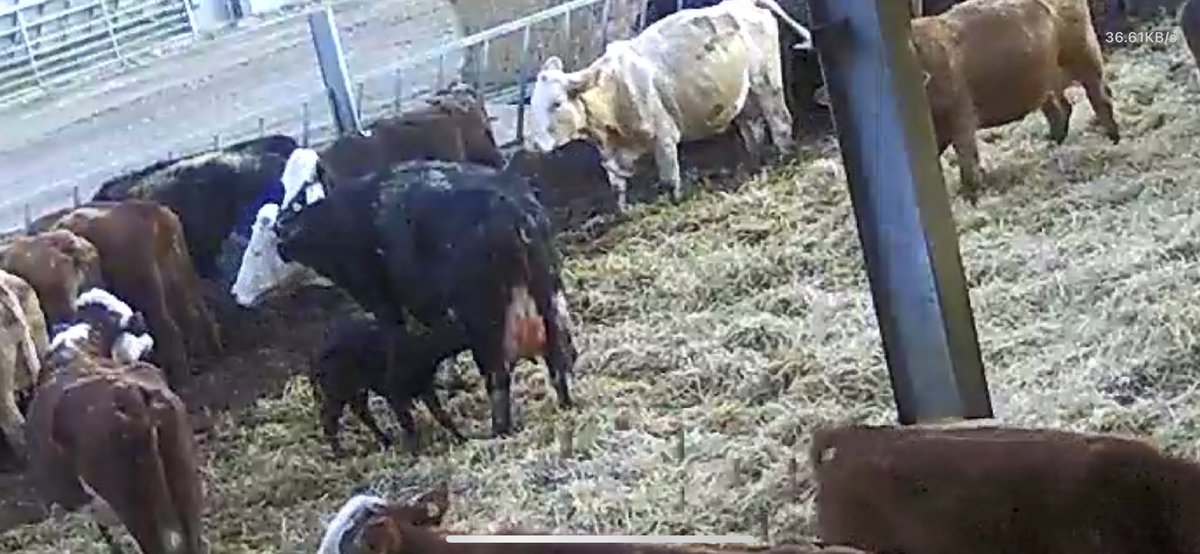 Richard Tagg (@tiggertagg1) on Twitter photo When you’re sat on a tractor 9 miles away from the yard watching <a href="/VanessaTagg/">Vanessa Tagg</a> on the calving cam watching a cow calving,wondering how fast you could ditch the power harrow and get home if you needed to !! but you can’t tell her because she’ll think you have no faith in her !!! When you’re sat on a tractor 9 miles away from the yard watching <a href="/VanessaTagg/">Vanessa Tagg</a> on the calving cam watching a cow calving,wondering how fast you could ditch the power harrow and get home if you needed to !! but you can’t tell her because she’ll think you have no faith in her !!!
