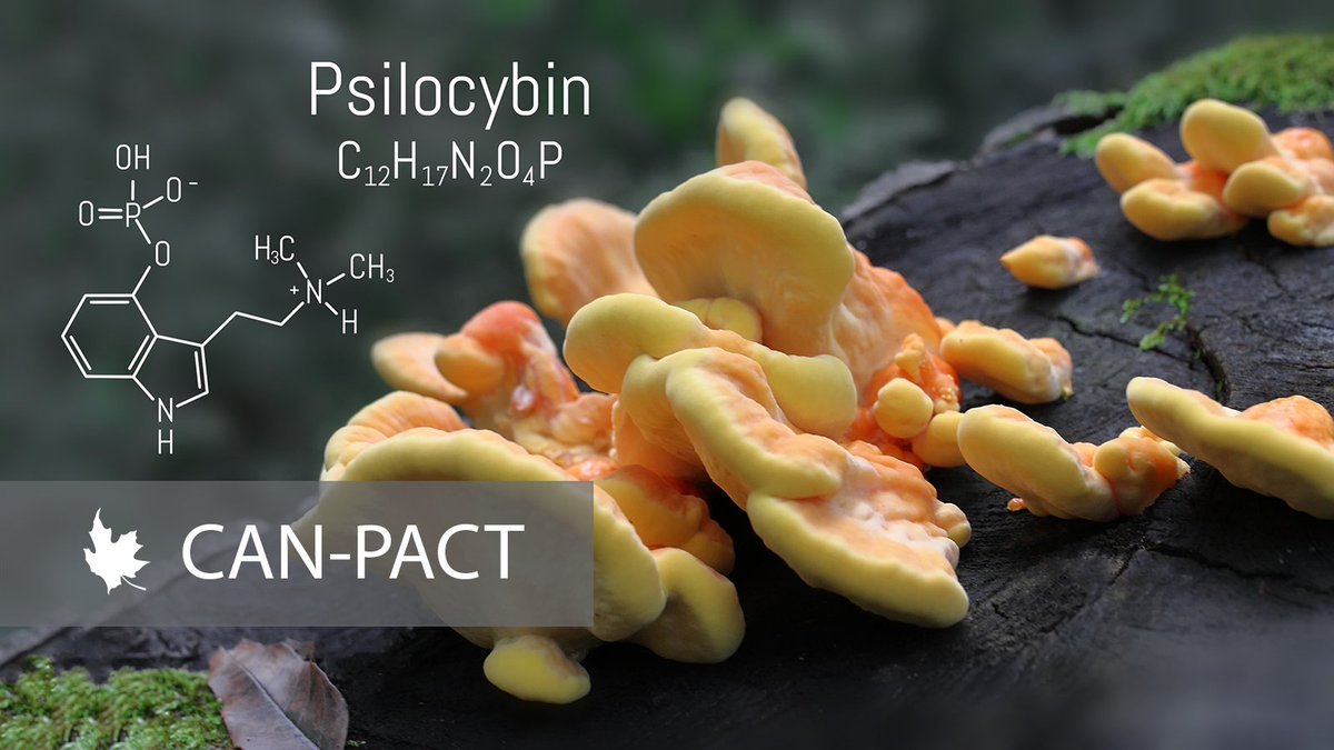 The Canadian Network for Psychedelic-Assisted Cancer Therapy is launching thanks to support from <a href="/cancersociety/">Canadian Cancer Society</a>. The national initiative will explore the potential of psychedelic-assisted therapy as a transformative approach to cancer care. #Psilocybin

buff.ly/nYgmT2V