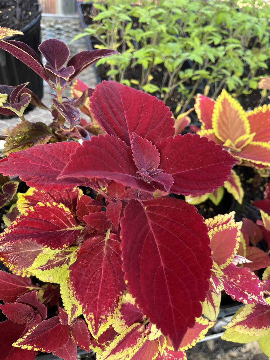 Plants are looking good and have begun to be purchased!