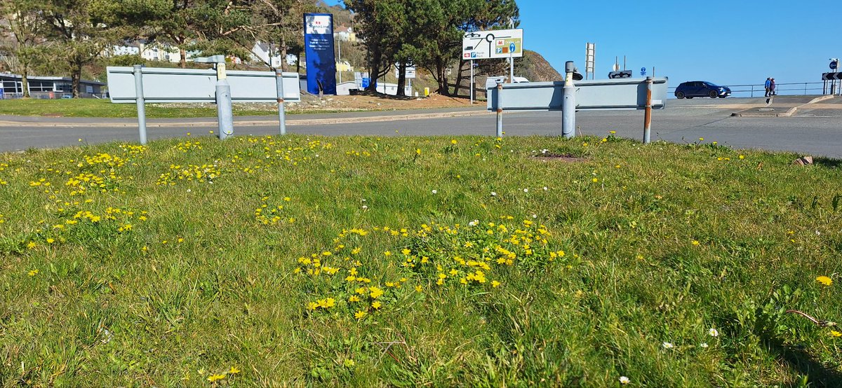 Tim Birch (@timbirchwild) on Twitter photo Its early Spring - please can we let the flowers grow and flower on small roundabout in front of Fishguard port. The mowers are already out and about! There's a #nature crisis with #pollinators in freefall. <a href="/PembsCoast/">Pembrokeshire Coast National Park</a> <a href="/CThomasMS/">Carolyn Thomas MS / AS</a> <a href="/Pembrokeshire/">PembrokeshireCC</a> <a href="/StenaLineUKIE/">Stena Line UKIE</a> <a href="/huw4ogmore/">Huw Irranca-Davies</a> Its early Spring - please can we let the flowers grow and flower on small roundabout in front of Fishguard port. The mowers are already out and about! There's a #nature crisis with #pollinators in freefall. <a href="/PembsCoast/">Pembrokeshire Coast National Park</a> <a href="/CThomasMS/">Carolyn Thomas MS / AS</a> <a href="/Pembrokeshire/">PembrokeshireCC</a> <a href="/StenaLineUKIE/">Stena Line UKIE</a> <a href="/huw4ogmore/">Huw Irranca-Davies</a>