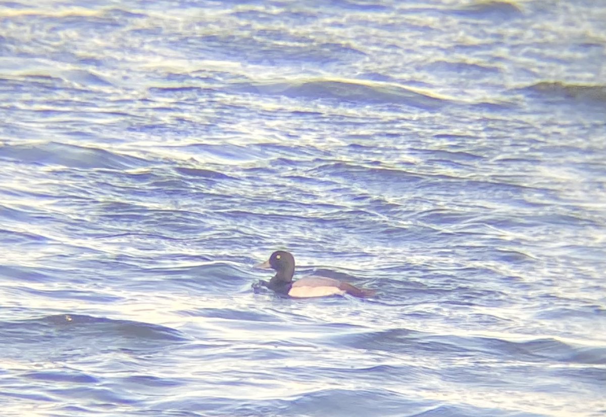 simonjohnno's tweet photo. Decent at Elton today. 18 Whooper swans departed north 7pm. 3 LRP, Barn,Tawny and Little owls. Scaup, 14 goldeneye, 2 little grebe, Greylag and 110 mpipits north https://t.co/bHQy61Pa3m