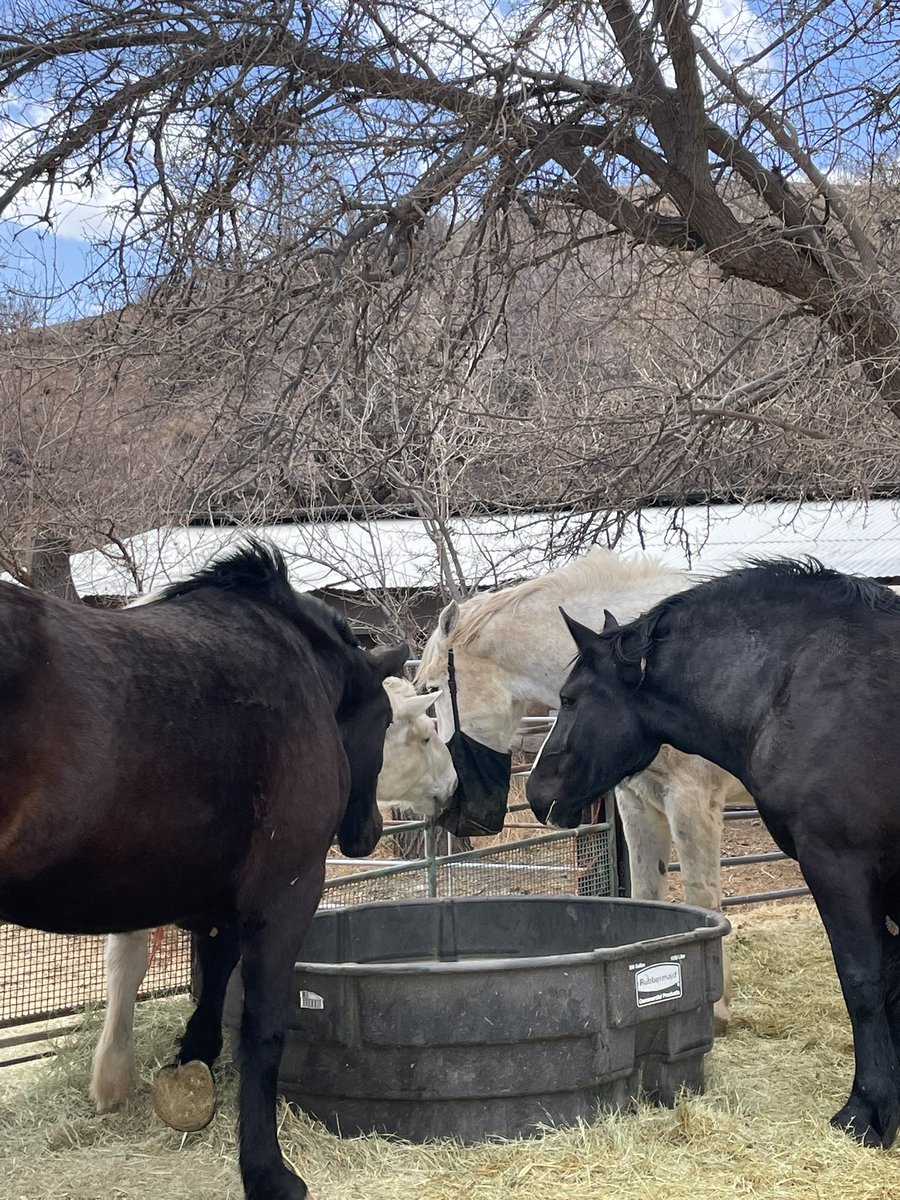 Poor Goliath! The girls sure want his feed bag🤣🤣