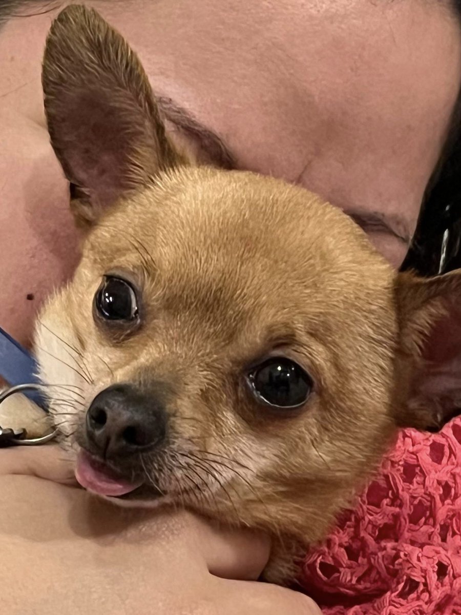 Sopitaz's tweet photo. @twaniimals Un perrito bobito para ti ❤️ https://t.co/iHXKe48Ygf