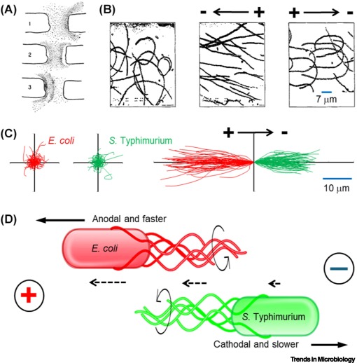 Bacterial galvanotaxis: a neglected biological process dlvr.it/TJc3Sz